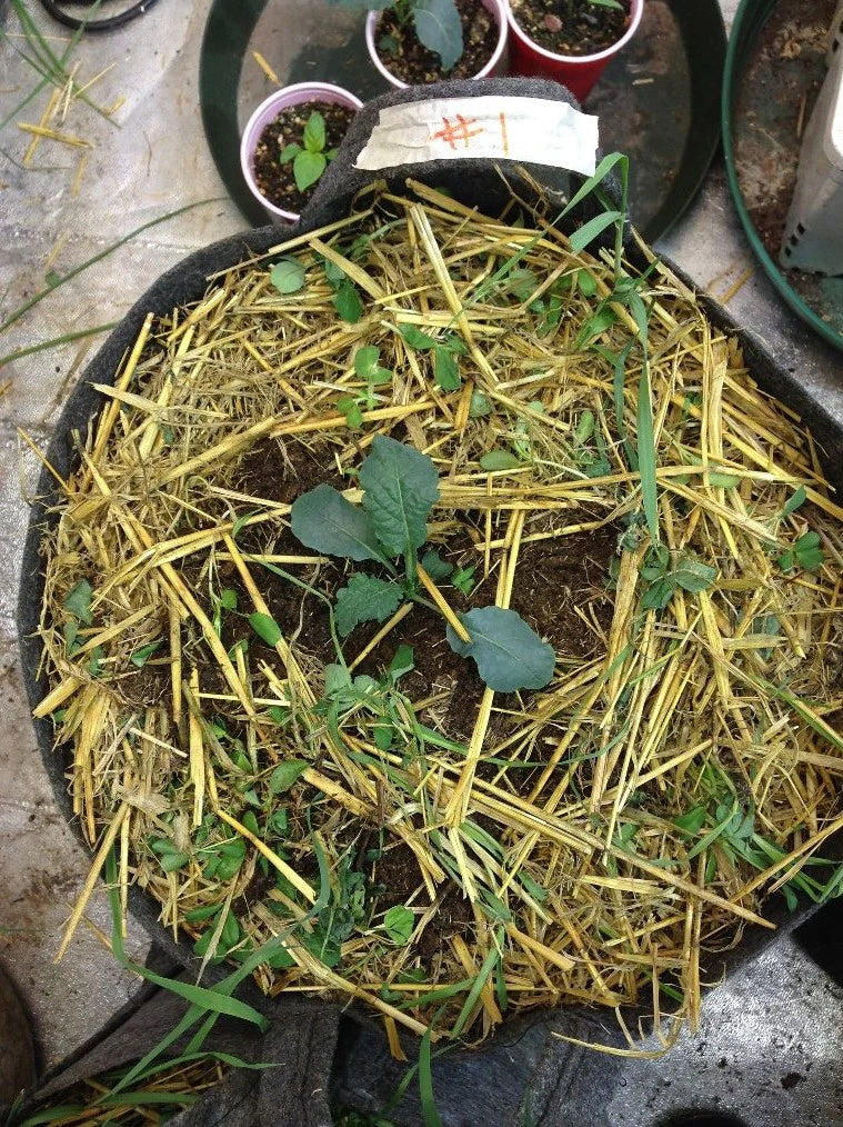 BuildASoil Certified Organic Straw Mulch