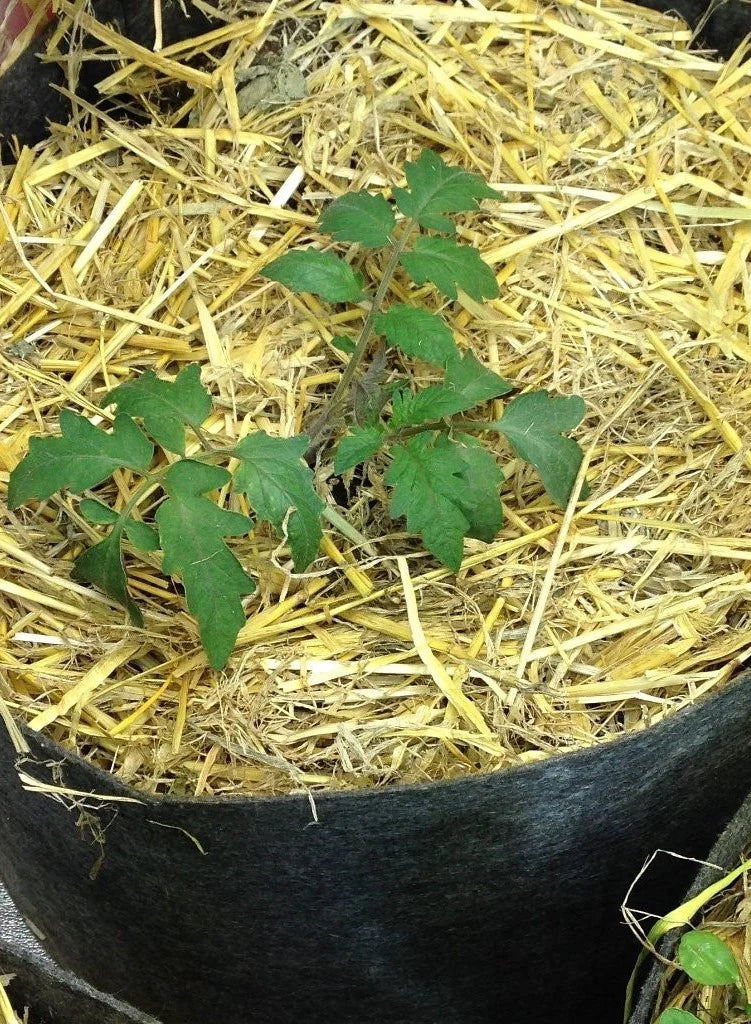 BuildASoil Certified Organic Straw Mulch