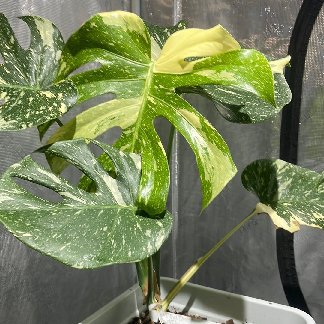 Monstera Thai Constellation