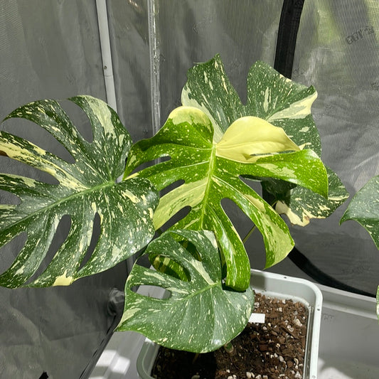 Monstera Thai Constellation