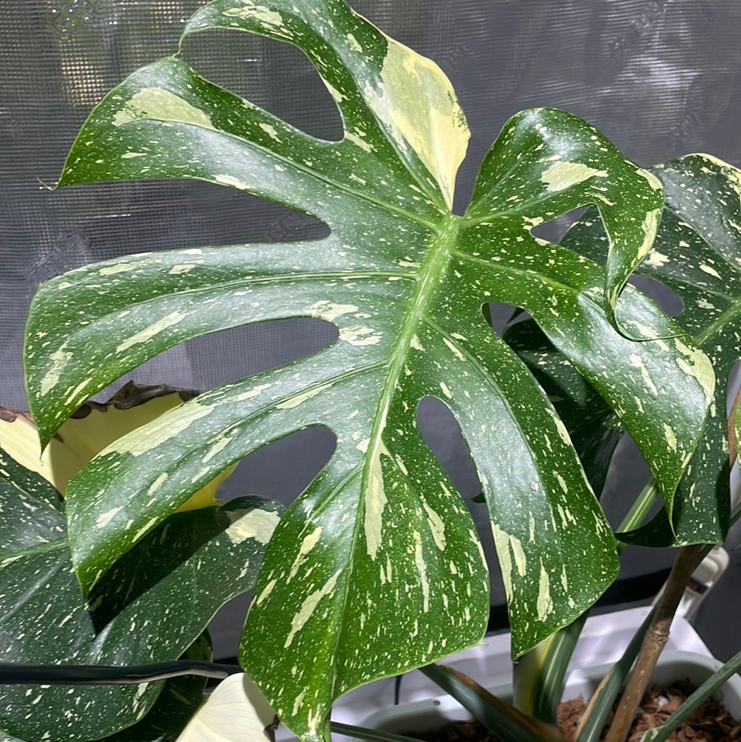 Monstera Thai Constellation