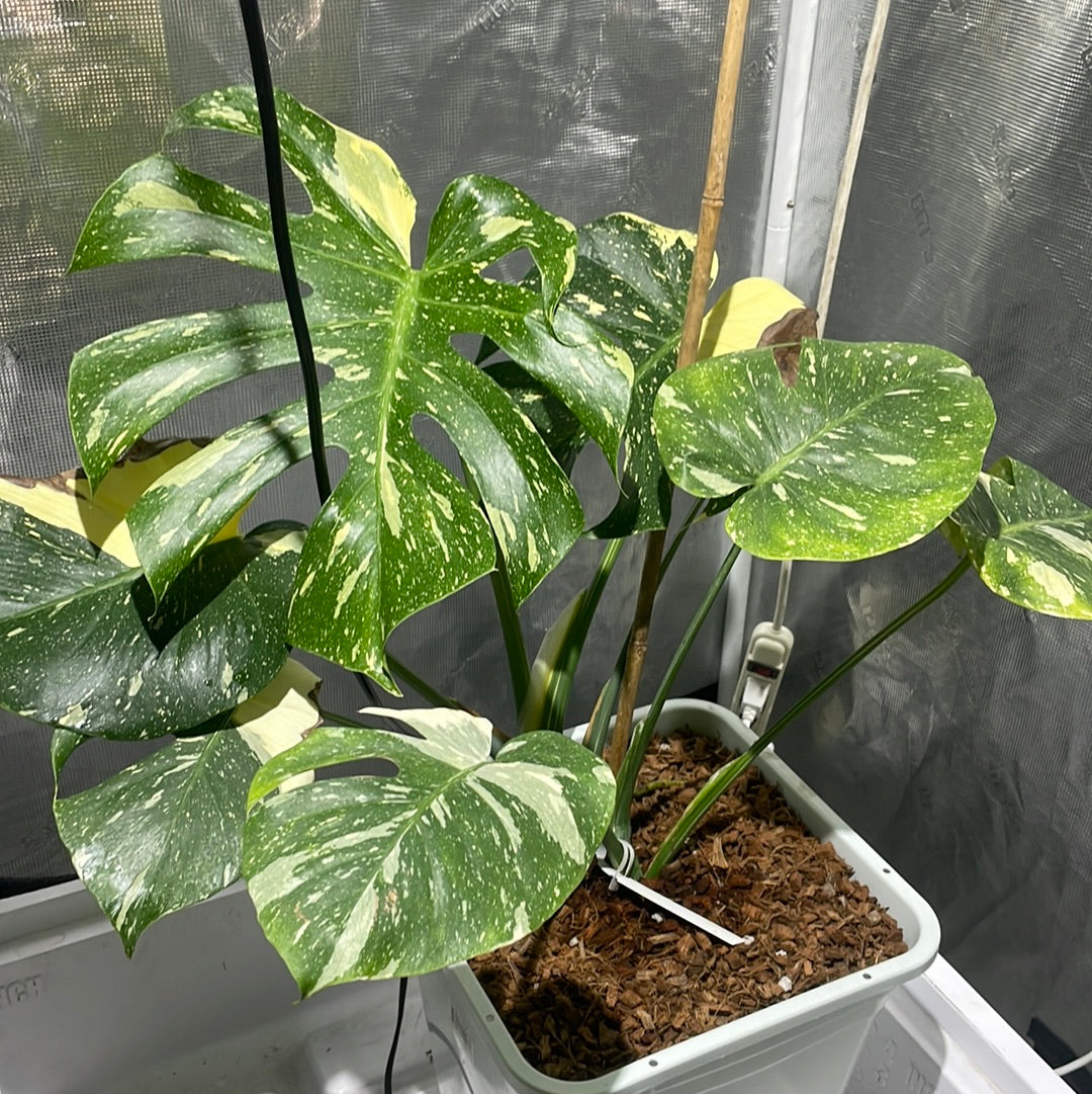 Monstera Thai Constellation